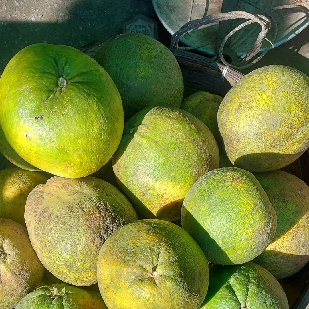 Robab tenga (ৰোবাব টেঙা)